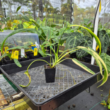 Load image into Gallery viewer, Philodendron Holtonianum Variegated, Exact Plant Ships Nationwide
