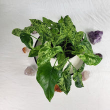 Load image into Gallery viewer, Syngonium Mojito Variegated 6&quot; pot, ships nationwide
