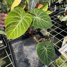 Load image into Gallery viewer, Philodendron Verrucosum Amazon Sunset exact plant, Fedex 2day

