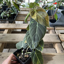 Load image into Gallery viewer, Philodendron Melanochrysum Variegated exact plant, Fedex 2day*
