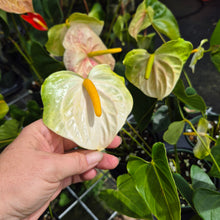 Load image into Gallery viewer, Anthurium White Obake 'Tropic Ice' 6" pot, Fedex 2day
