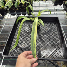 Load image into Gallery viewer, Anthurium Vittarifolium Variegated exact plant, Fedex 2day*
