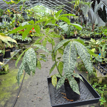 Load image into Gallery viewer, Pachira Aquatica Money Tree Variegated exact plant, Fedex 2day*
