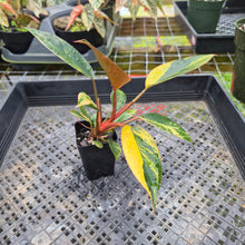 Load image into Gallery viewer, Philodendron Red Congo, Exact Plant Variegated Ships Nationwide
