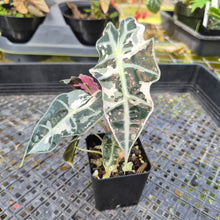 Load image into Gallery viewer, Alocasia Polly Snowflake Pink variegated 2.5" pot, Fedex 2day*

