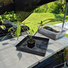 Load image into Gallery viewer, Philodendron Joepii Mint variegated exact plant, Fedex 2day*

