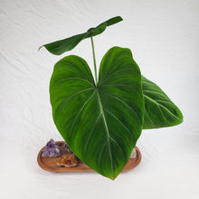 Load image into Gallery viewer, Philodendron Gloriosum, Dark Form 4&quot; pot, ships nationwide
