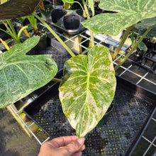 Load image into Gallery viewer, Alocasia Wentii Pink Splash Variegated exact plant, Fedex 2day*
