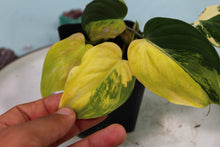Load image into Gallery viewer, Variegated Philodendron Hederaceum Micans Aurea Exact Plant
