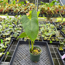 Load image into Gallery viewer, Anthurium Shibori Variegated exact plant, Fedex 2day
