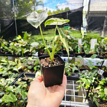 Load image into Gallery viewer, Alocasia Frydek, Exact Plant Variegated Ships Nationwide
