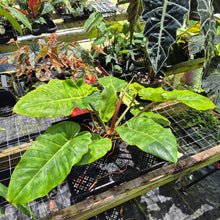 Load image into Gallery viewer, Philodendron Jungle Fever Mint, Exact Plant Variegated Ships Nationwide

