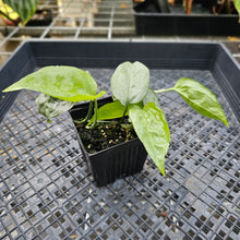 Load image into Gallery viewer, Amydrium Medium Silver, Exact Plant Ships Nationwide
