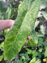 Load image into Gallery viewer, Philodendron Paraiso Verde 4" pot, Fedex 2day*
