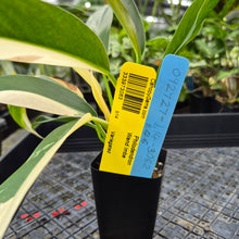 Load image into Gallery viewer, Philodendron Wend Imbe, Exact Plant Variegated Ships Nationwide
