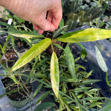 Load image into Gallery viewer, Philodendron Caramel Marble variegated 2.5" pot, Fedex 2day*
