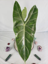 Load image into Gallery viewer, Alocasia Lowii, Exact Plant
