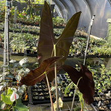 Load image into Gallery viewer, Alocasia Longiloba, Denudata exact plant, Fedex 2day
