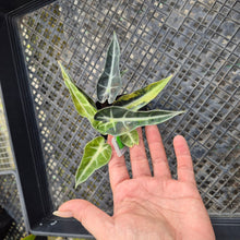 Load image into Gallery viewer, Alocasia Bambino, Exact Plant Variegated Ships Nationwide
