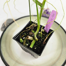 Load image into Gallery viewer, Philodendron Holtonianum, Exact Plant
