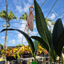Load image into Gallery viewer, Anthurium Scherzerianum &quot;Pig Tail&quot;, Exact Plant Ships Nationwide
