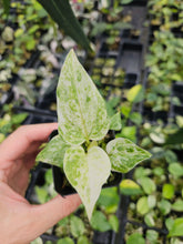 Load image into Gallery viewer, Anthurium Hookeri Pink Variegated 2.5" pot, Fedex 2day*
