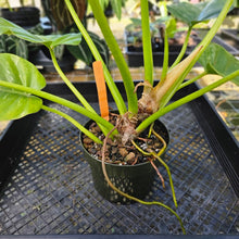 Load image into Gallery viewer, Philodendron Giganteum, Exact Plant Variegated
