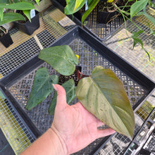 Load image into Gallery viewer, Philodendron Dark Lord, Exact Plant Ships Nationwide
