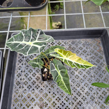 Load image into Gallery viewer, Alocasia Polly Aurea variegated exact plant, Fedex 2day*
