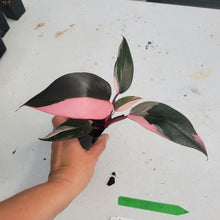 Load image into Gallery viewer, Philodendron Pink Princess, Exact Plant Variegated Ships Nationwide
