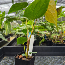 Load image into Gallery viewer, Anthurium Papillilaminum Fort Sherman, Exact Plant Ships Nationwide
