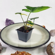 Load image into Gallery viewer, Syngonium Aurea Variegated 2.5" pot, Fedex 2day*
