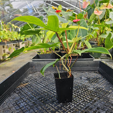 Load image into Gallery viewer, Philodendron Florida Ghost, Exact Plant Ships Nationwide
