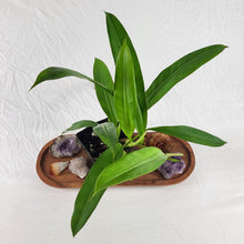 Load image into Gallery viewer, Philodendron Crassinervium, Exact Plant
