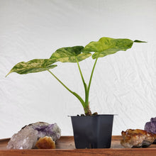 Load image into Gallery viewer, Alocasia Gageana Aurea Variegated 2.5&quot; starter pot, ships nationwide
