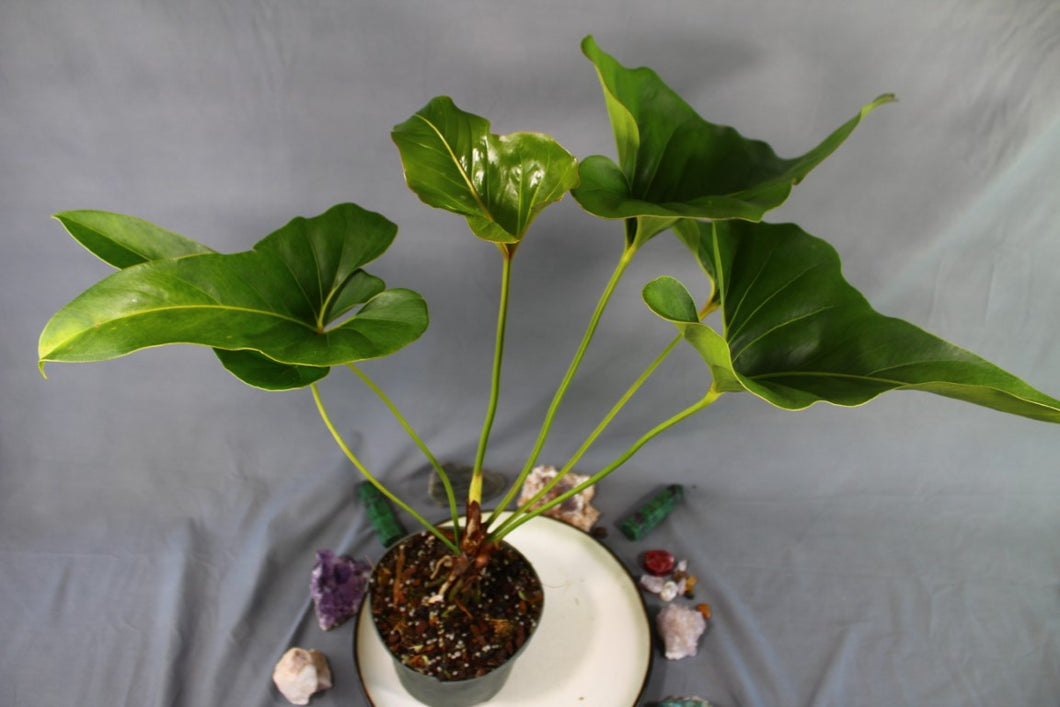 Anthurium Brownii Large Exact Plant