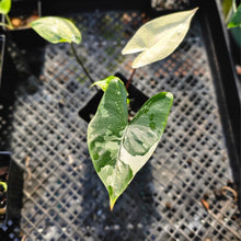 Load image into Gallery viewer, Alocasia Macrorhizza Black Stem, Exact Plant Variegated
