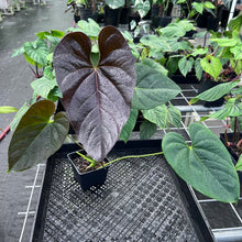 Load image into Gallery viewer, Anthurium Moodeanum, Exact Plant Ships Nationwide
