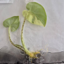 Load image into Gallery viewer, Alocasia Longiloba Albo Variegated tissue culture Fedex 2day

