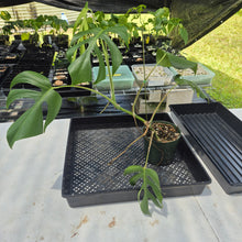 Load image into Gallery viewer, Monstera Sierrana Hawaii Clone, Exact Plant Ships Nationwide
