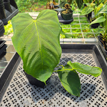 Load image into Gallery viewer, Anthurium Warocqueanum x Noid exact plant, Fedex 2day*
