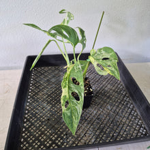 Load image into Gallery viewer, Monstera Adansonii Mint "Indonesia" Variegated exact plant, Fedex 2day*
