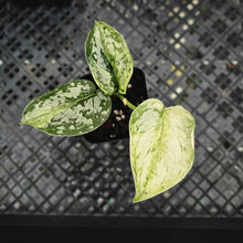 Load image into Gallery viewer, Scindapsus Peasun, Exact Plant Variegated Ships Nationwide
