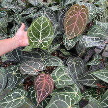 Load image into Gallery viewer, Anthurium Red Crystallinum Doc Block 6" pot, Fedex 2day
