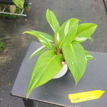 Load image into Gallery viewer, Philodendron White Princess, Exact Plant Variegated Ships Nationwide
