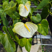 Load image into Gallery viewer, Anthurium White Obake 'Tropic Ice', 4" pot, Fedex 2day*
