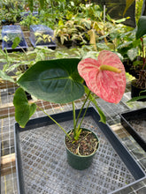 Load image into Gallery viewer, Anthurium Andraeanum Starlight Splash, Exact Plant, Speckled Ships Nationwide
