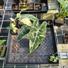 Load image into Gallery viewer, Alocasia Frydek, Exact Plant Variegated
