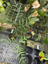 Load image into Gallery viewer, Philodendron Polypodoides exact plant, Fedex 2day*
