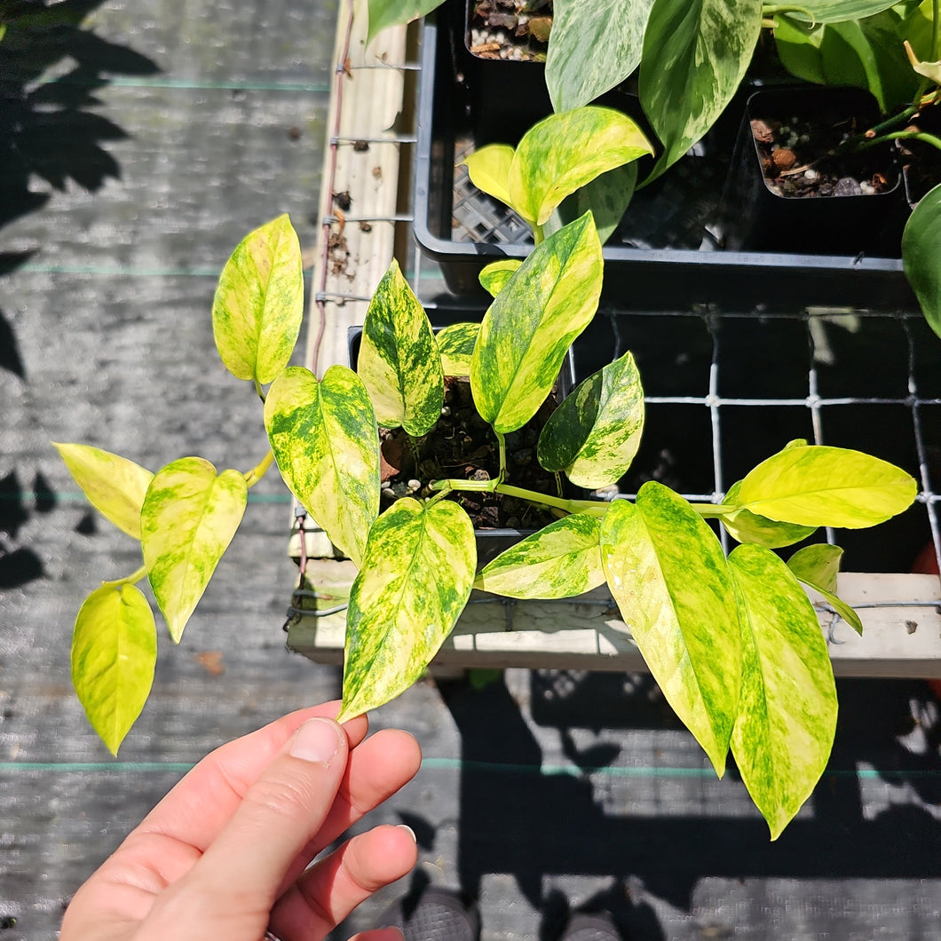 Epipremnum Pinnatum Sunburst, Exact Plant Variegated Ships Nationwide
